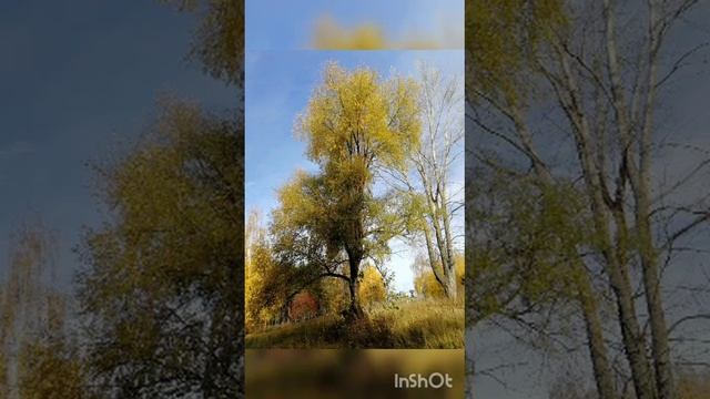 Родной язык, о как красив и певуч он! смотреть онлайн