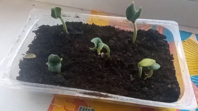 Мой огород на подоконнике. Взошли тыквы смотреть онлайн