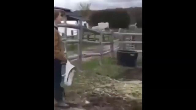лошадь испугалась лица девушки ржака смотреть онлайн