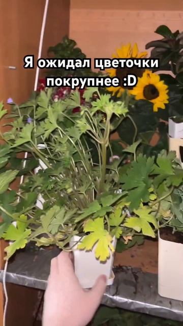 Герань богемская #растения #цветы #герань смотреть онлайн