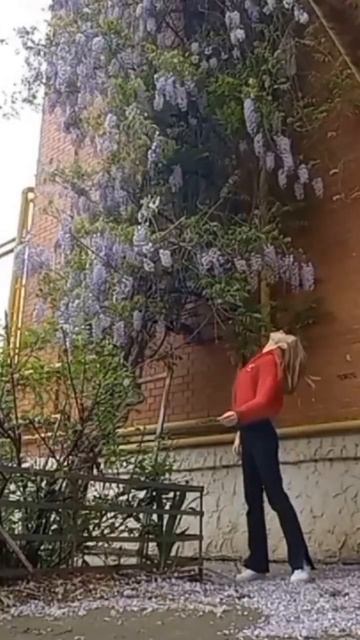 глициния в Краснодаре до 8 этажа #russia #краснодар смотреть онлайн