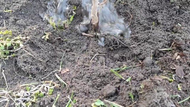 Я ПОСАДИТИ ФУНДУК? ПОСАДКА САДЖАНЦІВ ФУНДУКА 🌿 смотреть онлайн