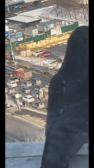 Голуби 🕊️ сидят на моем подоконнике смотреть онлайн