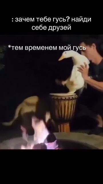 зачем друзья,если есть такой гусь #youtubeshorts смотреть онлайн