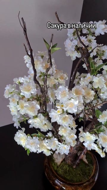 #Бонсаи на заказ #тренд #bonsai #стиль #япония #интерьер #ми смотреть онлайн