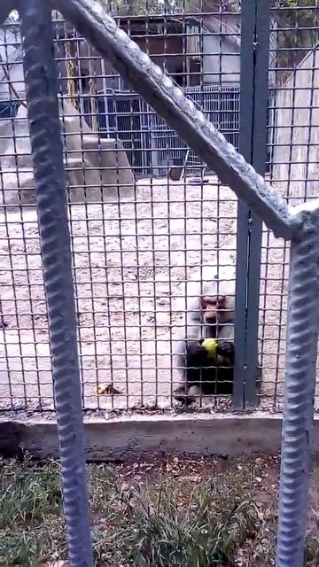 Работа веб моделью. смотреть онлайн