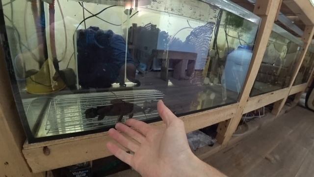 Быстро сработали сомы и Скалярия, есть икра. Сомы нере? смотреть онлайн