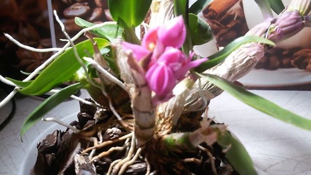 Дебют дендробиума Hibiki смотреть онлайн