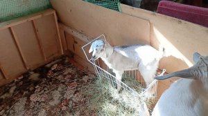 Жадина-говядина!Доброе козье утро 🌞❤️🌿🐐