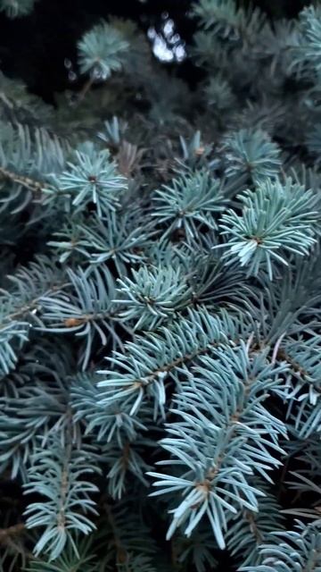 Это Растёт Голубая Ель | Пение Птиц в Саду Лесу Парке | смотреть онлайн