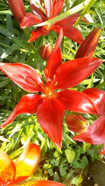 Азиатский гибрид Happy Love.#flowers #love #сад #дача #лилия смотреть онлайн