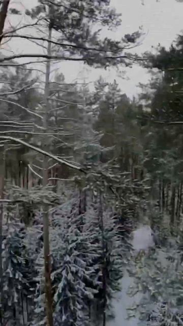 Зимняя сказка #путешествия #лес #dji #путешествияпоросс? смотреть онлайн