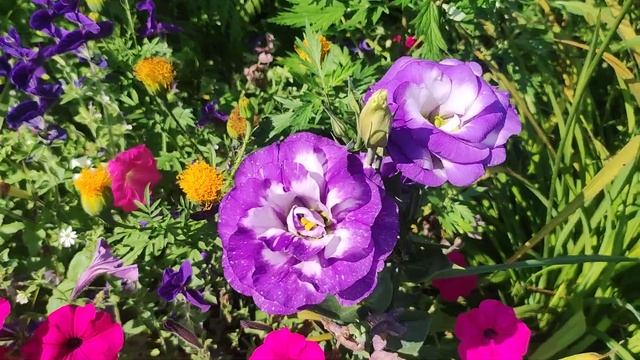 Земляника из семян в первый год. Клумба в начале авгус?