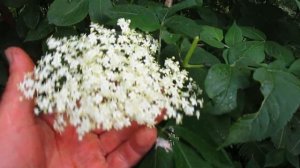 Для чего на даче бузина черная