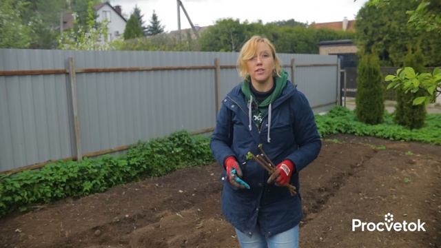 МАЛИНА БЫСТРО ПРИЖИВЕТСЯ И ДАСТ ОГРОМНЫЙ УРОЖАЙ, если посадить ее так весной смотреть онлайн