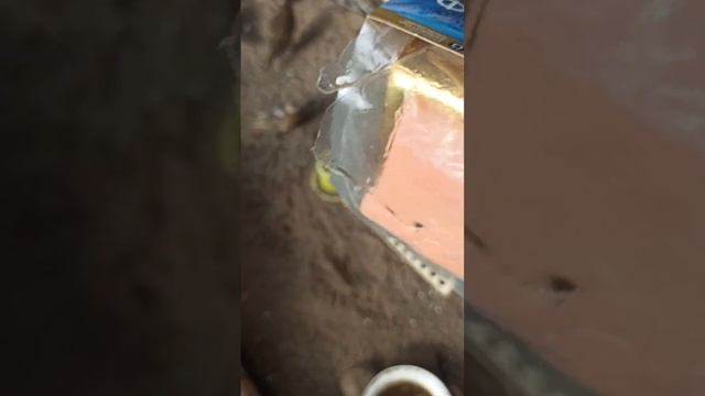 #shorts форель для фазанов