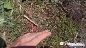 НОВЫЙ ТРЕНД НА ЛОВУШКИ ДЛЯ ФАЗАНОВ