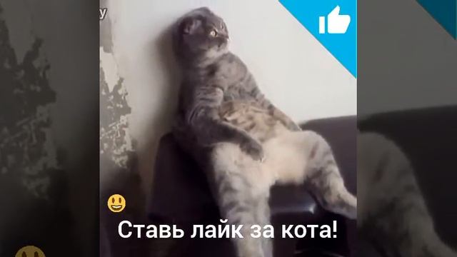 Шотландец в смешной позе