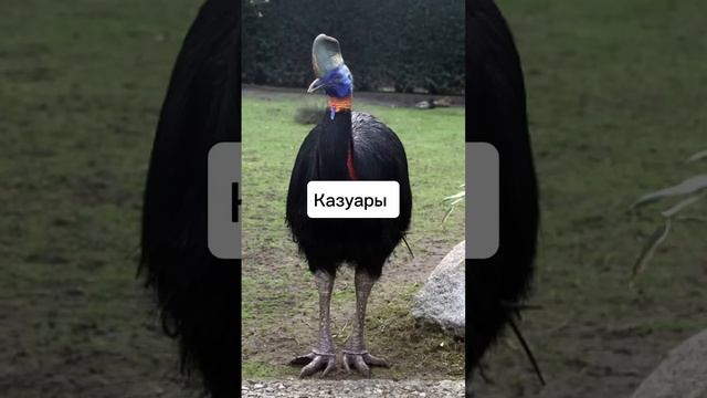 Самые страшные звуки птиц #факты смотреть онлайн