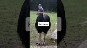 Самые страшные звуки птиц #факты