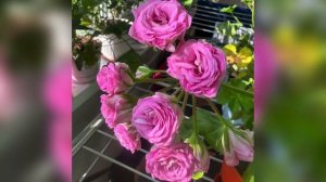 Пеларгония Мерлизон 2