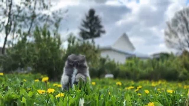 #шпиц  #померанскийшпиц