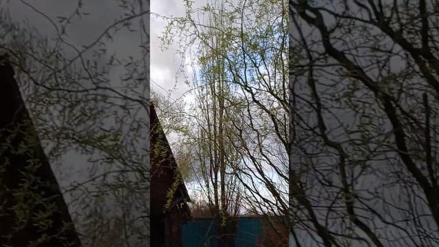 Центр отдыха"Багуа".Приморский край, с. Камень-Рыболов, смотреть онлайн