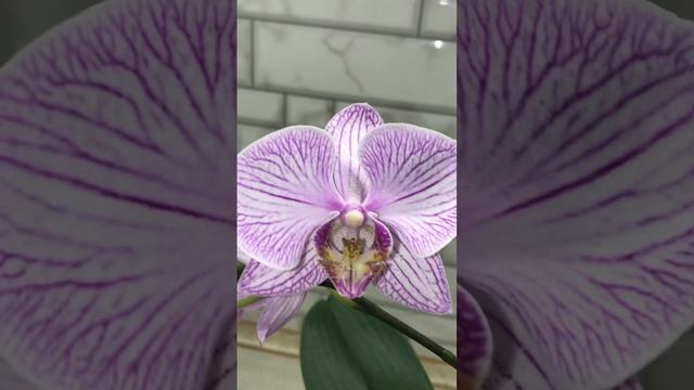 Фаленопсис Тропік Пікоті (Tropic Picotee) вражає своєю красо? смотреть онлайн