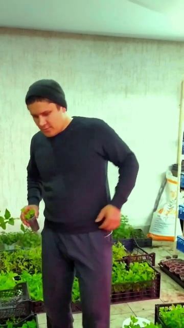 Когда зацвела первая петуния смотреть онлайн