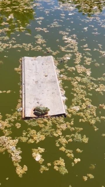 Наша дачная лягушка🐸 смотреть онлайн