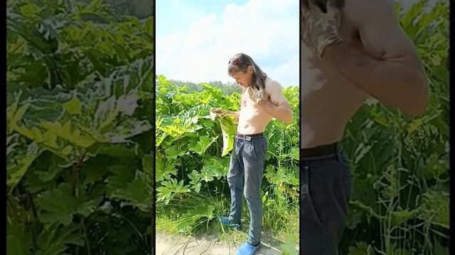 Трынь-трава или Борщевик Сосновского