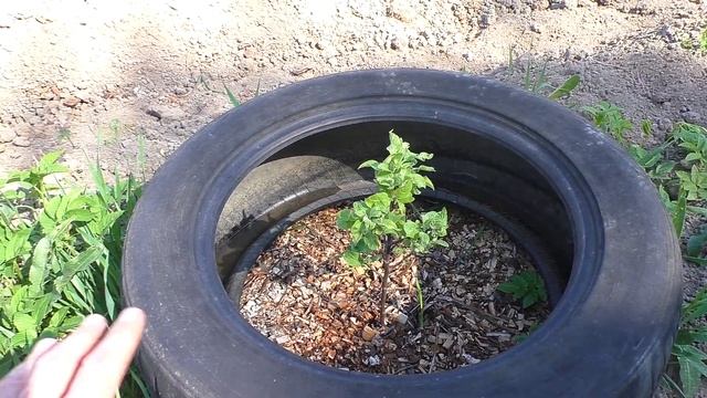 Мульчируем огород, гуляем индюков смотреть онлайн