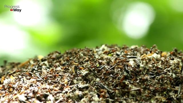 Я НЕ ПОВЕРИЛ ГЛАЗАМ, НО ОТ МУРАВЬЕВ ПОМОГЛО СРАЗУ, ПРЯМО НА ГЛАЗАХ! смотреть онлайн