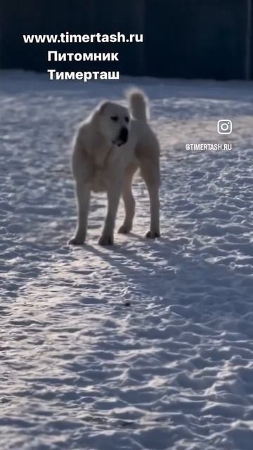 ТИМЕРТАШ КАССАНДРА (Кася) 1 год В питомнике есть свобод смотреть онлайн