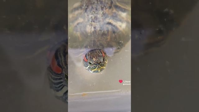 Красноухая черепаха. Жизнь и обитание.