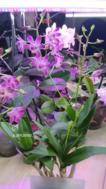 Орхидея Dendrobium Berry Odа. Развитие за 3 года смотреть онлайн