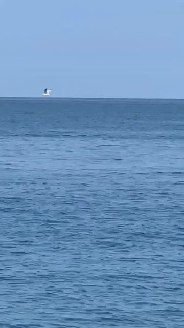 Дельфины в Чёрном море. Батуми. смотреть онлайн