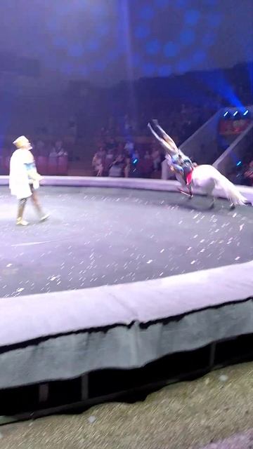 Трюк на скачущей лошади #вместецелаястрана