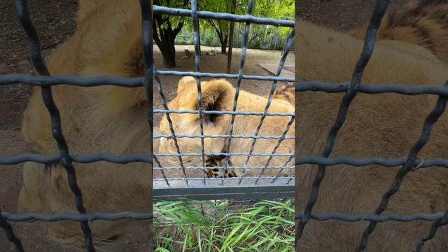 Парк львов Тайган. Сафари парк в Крыму. Много львов и тигров #тайган #крым смотреть онлайн