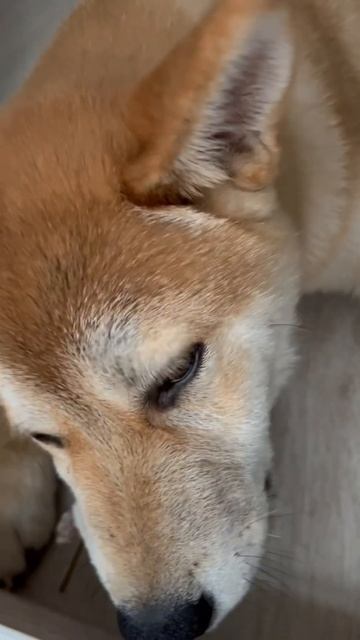 Хочу есть #хочужрать #сибаину #собака #сыктывкар #pets #чи смотреть онлайн