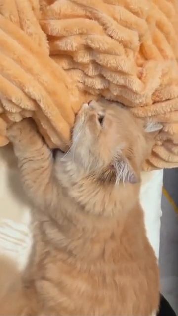 Веселые коты / Смешные котики / Коты приколы / Забавные животные / Смешные коты смотреть онлайн