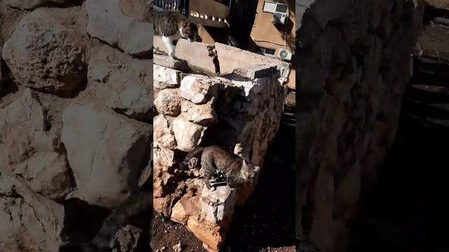 (1) * 270 #кот Прихожанин сначала просит есть NEXT смотреть онлайн