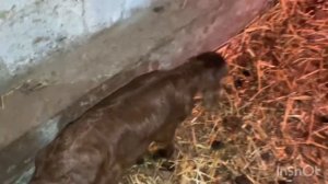 09.03.2025 ягненок не может встать на ноги. Что я делаю?