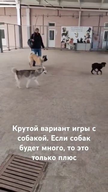 ИГРЫ С СОБАКОЙ. УДОЧКА+ВЕРЕВКА+МЯЧИК👍#дрессировкасоб смотреть онлайн