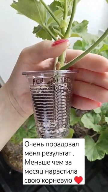 Очень порадовал результат. #комнатныерастения #герань смотреть онлайн