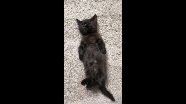 #shorts КОТЯТА МАНЧКИН ПОСЛЕ ОБЕДА НАДО СПАТЬ СОЛДАТИКОМ смотреть онлайн