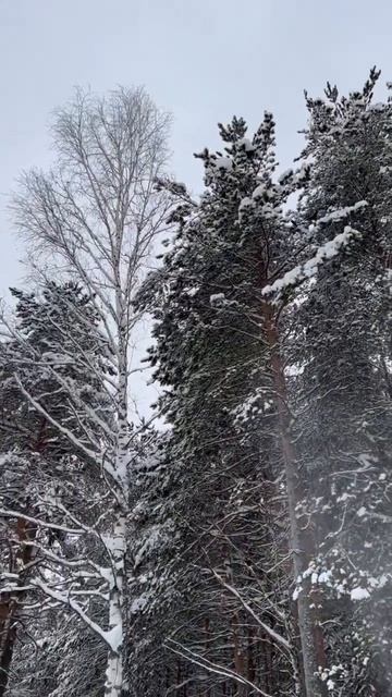 САМЫЙ КРАСИВЫЙ СИБИРСКИЙ ЛЕС #лес #релакс #природа #сев смотреть онлайн