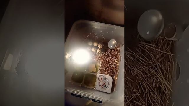 инкубация перепелинных яиц 14 день, есть ли живые птннц смотреть онлайн