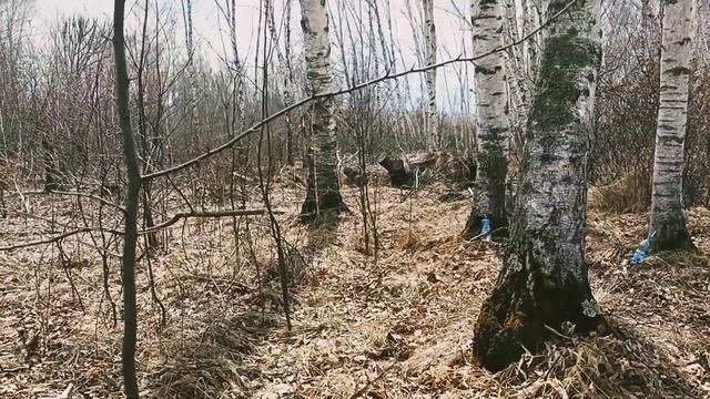Берëзовый сок. Варваровка. смотреть онлайн