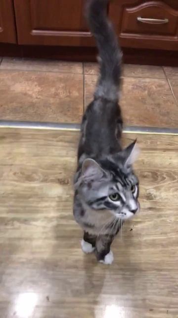 Наш мейкун Сима